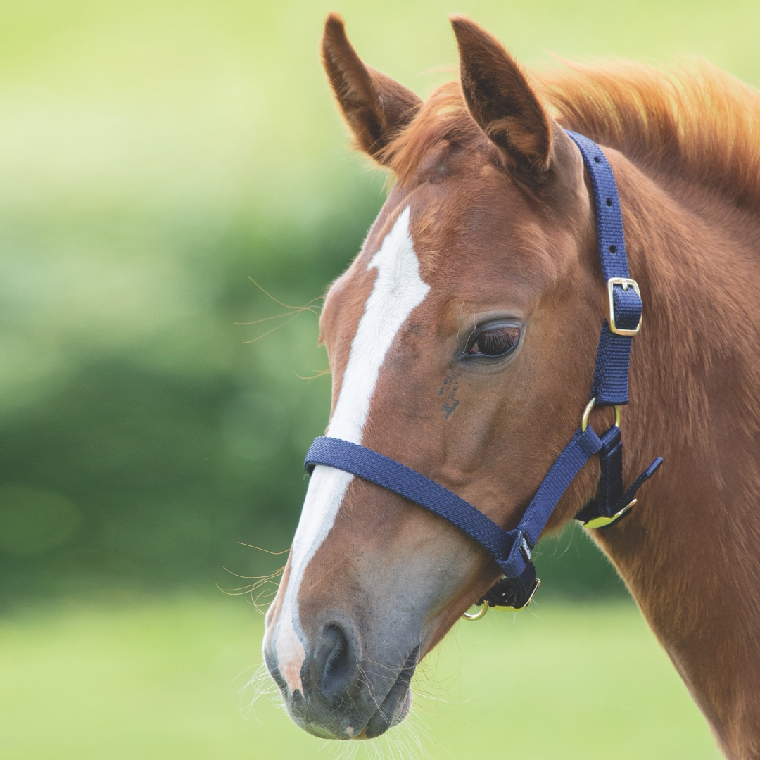 SHIRES Potres de nylon HeadcoloLar
