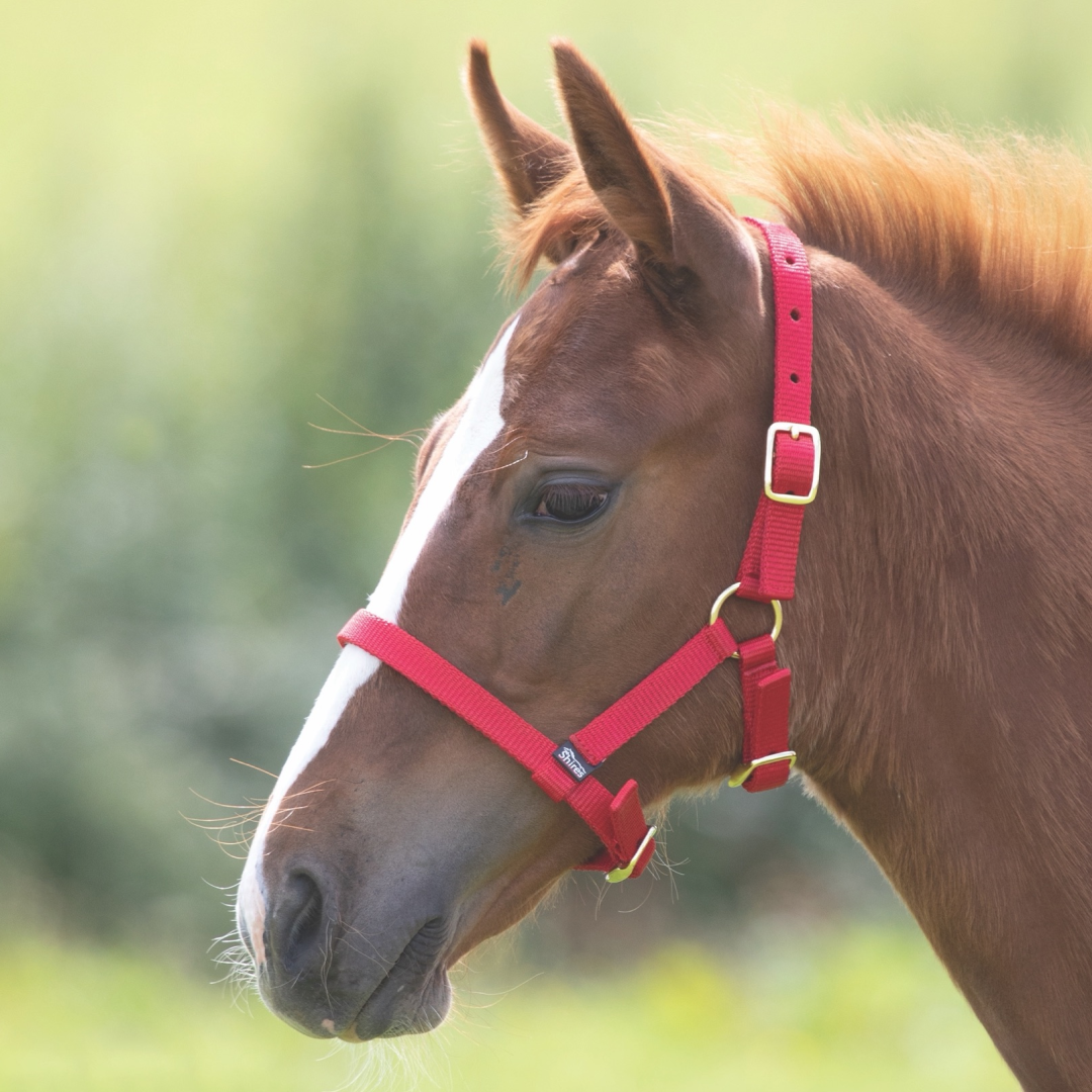 SHIRES Potres de nylon HeadcoloLar