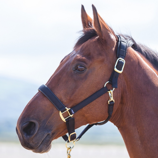 SHIRES TOPAZ NYLON HEADCOLAR