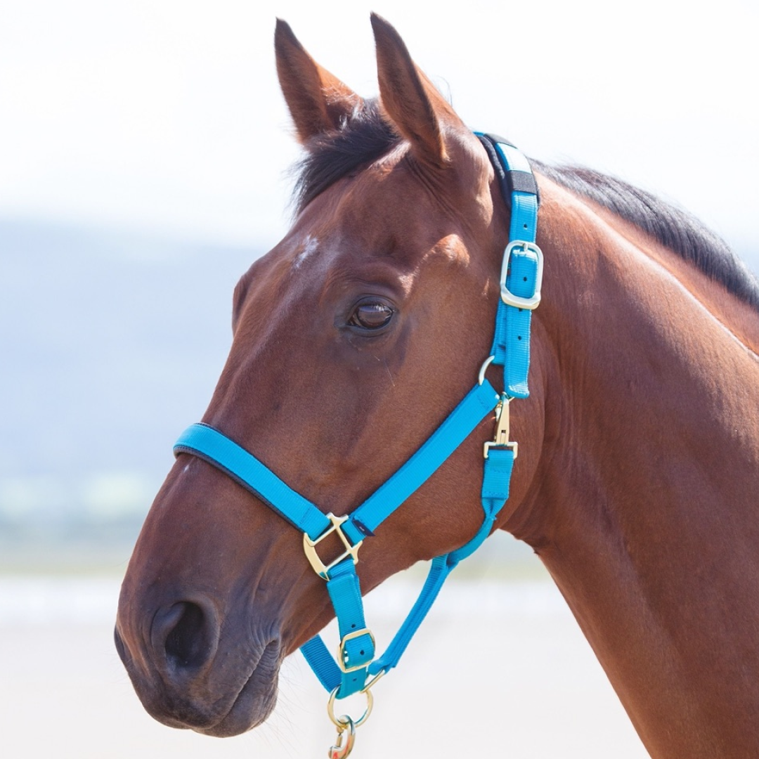 SHIRES TOPAZ NYLON HEADCOLAR