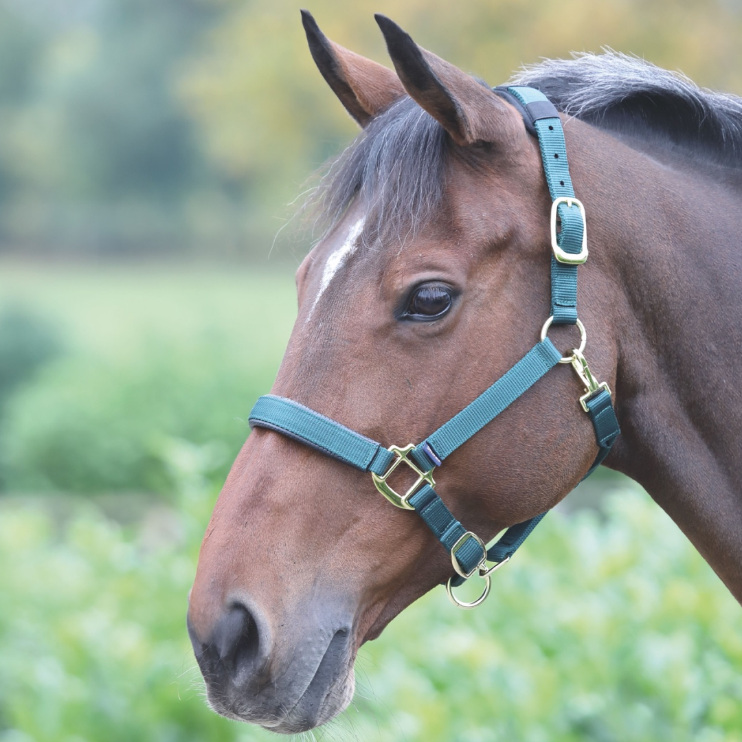 SHIRES TOPAZ NYLON HEADCOLAR
