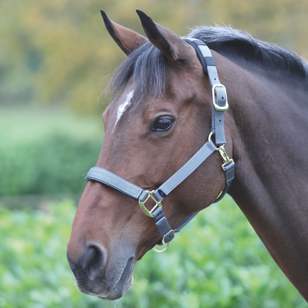 SHIRES TOPAZ NYLON HEADCOLAR