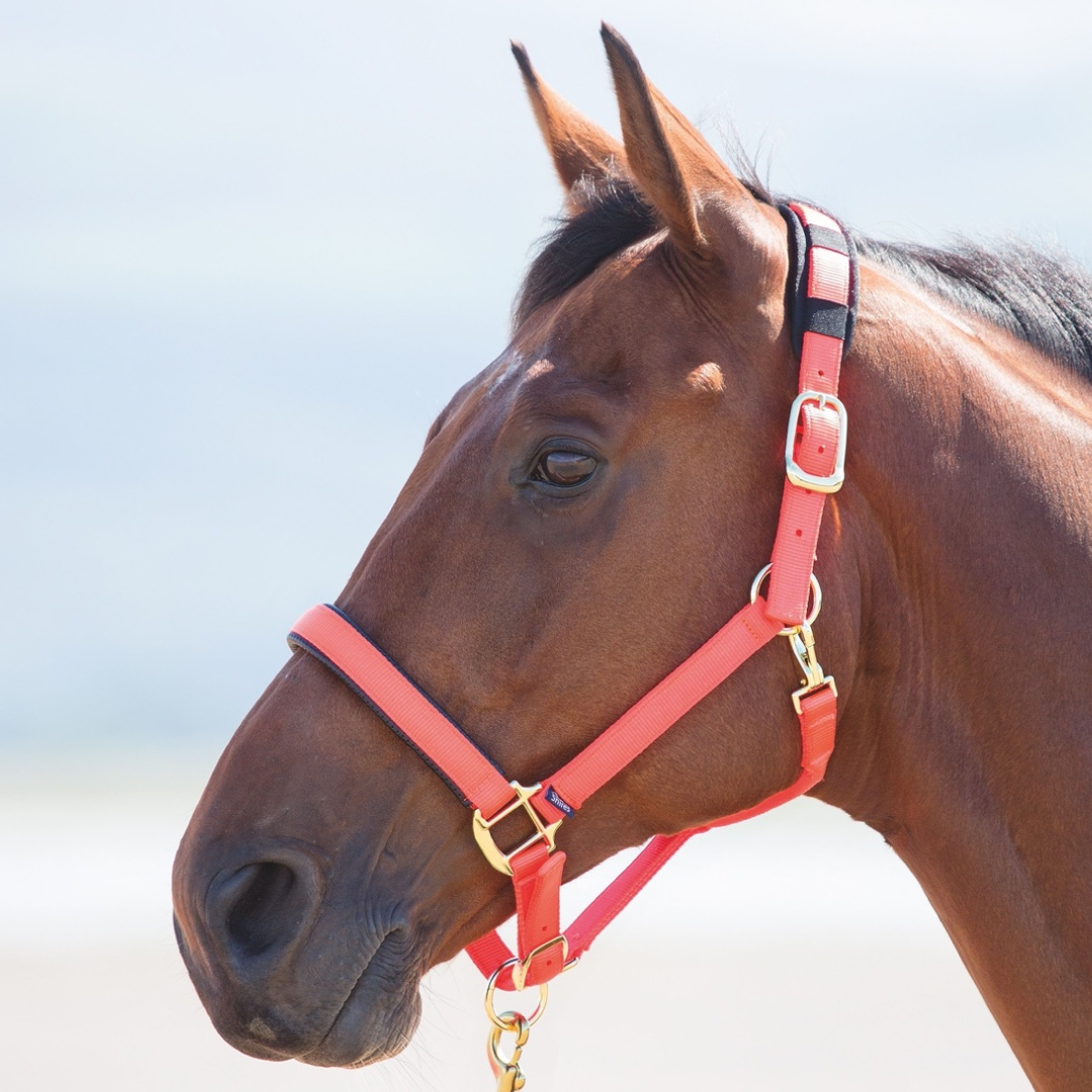 SHIRES TOPAZ NYLON HEADCOLAR