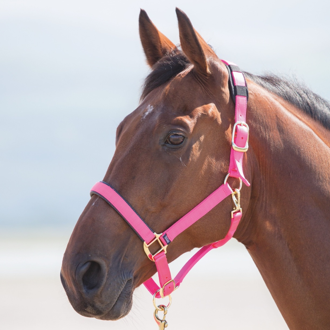 SHIRES TOPAZ NYLON HEADCOLAR