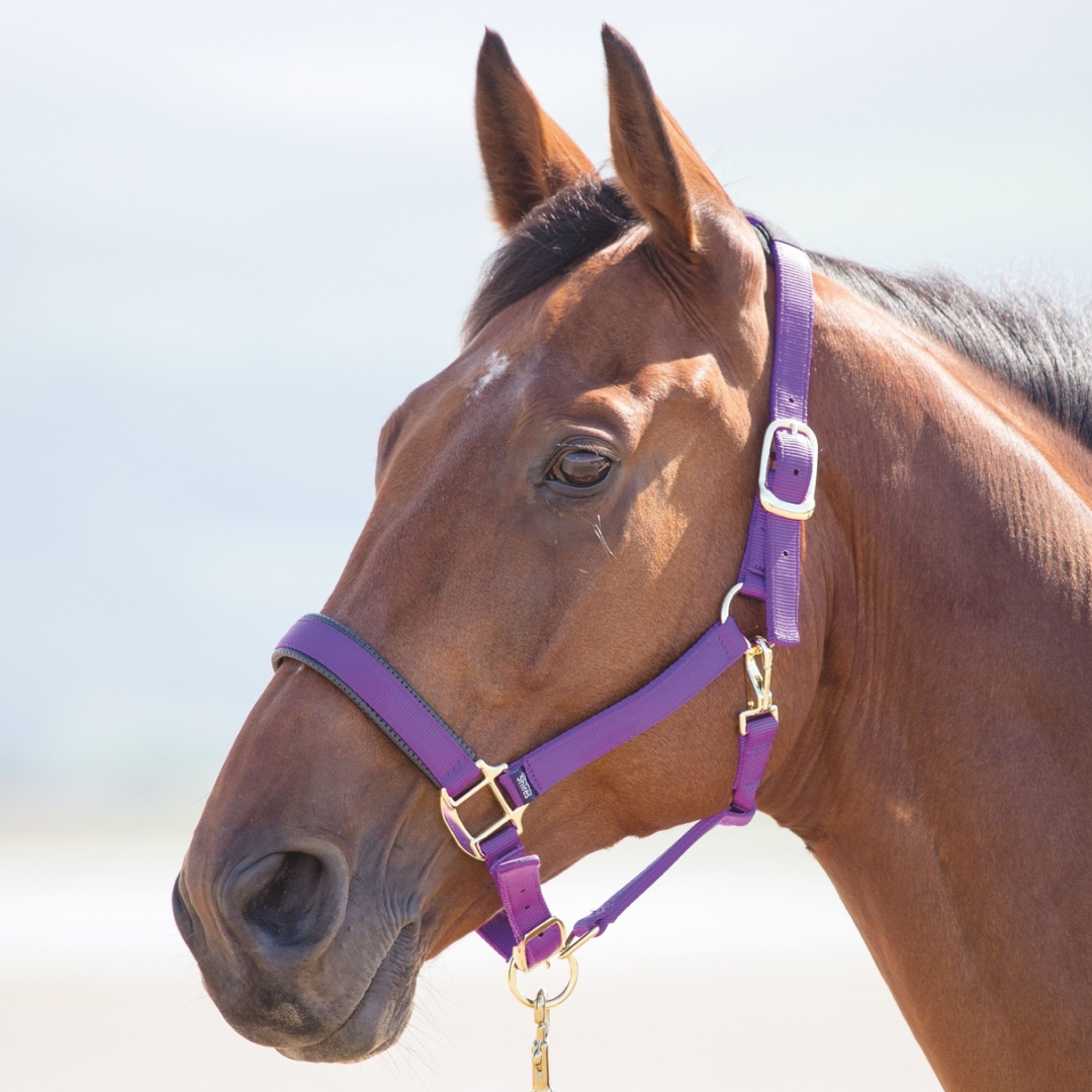 SHIRES TOPAZ NYLON HEADCOLAR