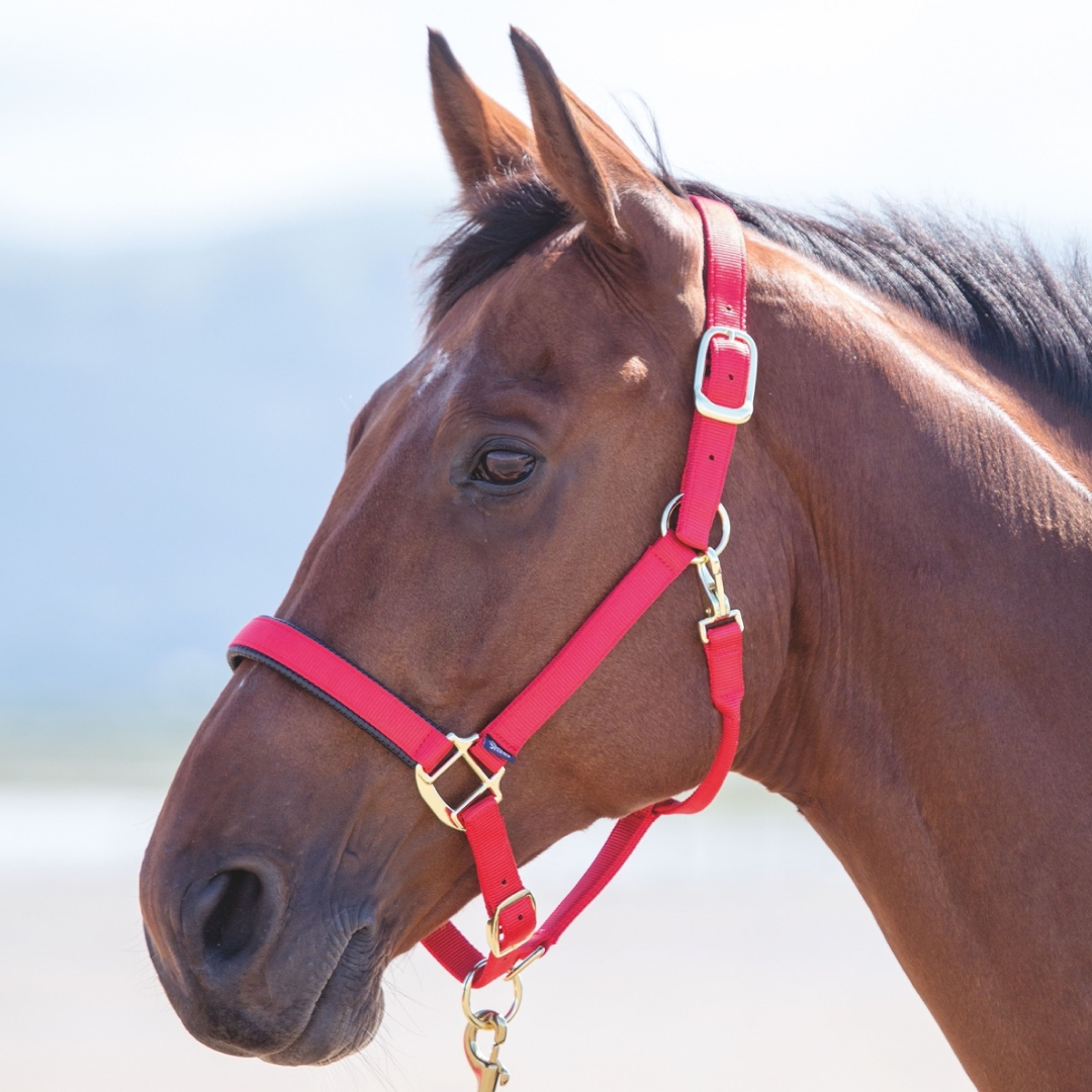 SHIRES TOPAZ NYLON HEADCOLAR