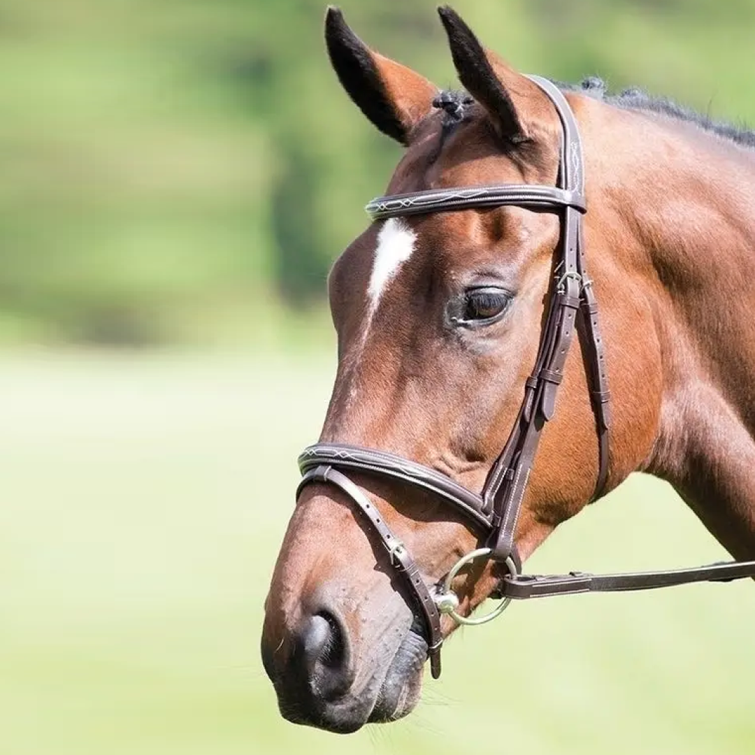 Shires Avignon Padded Raised Flash Bridle