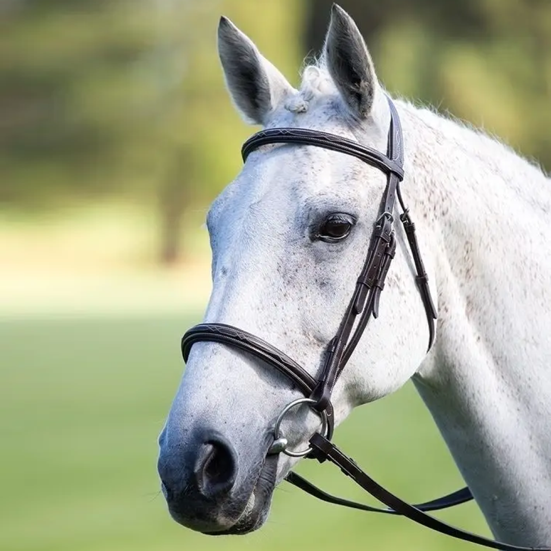 Shires Avignon Padded Raised Cavesson Bridle