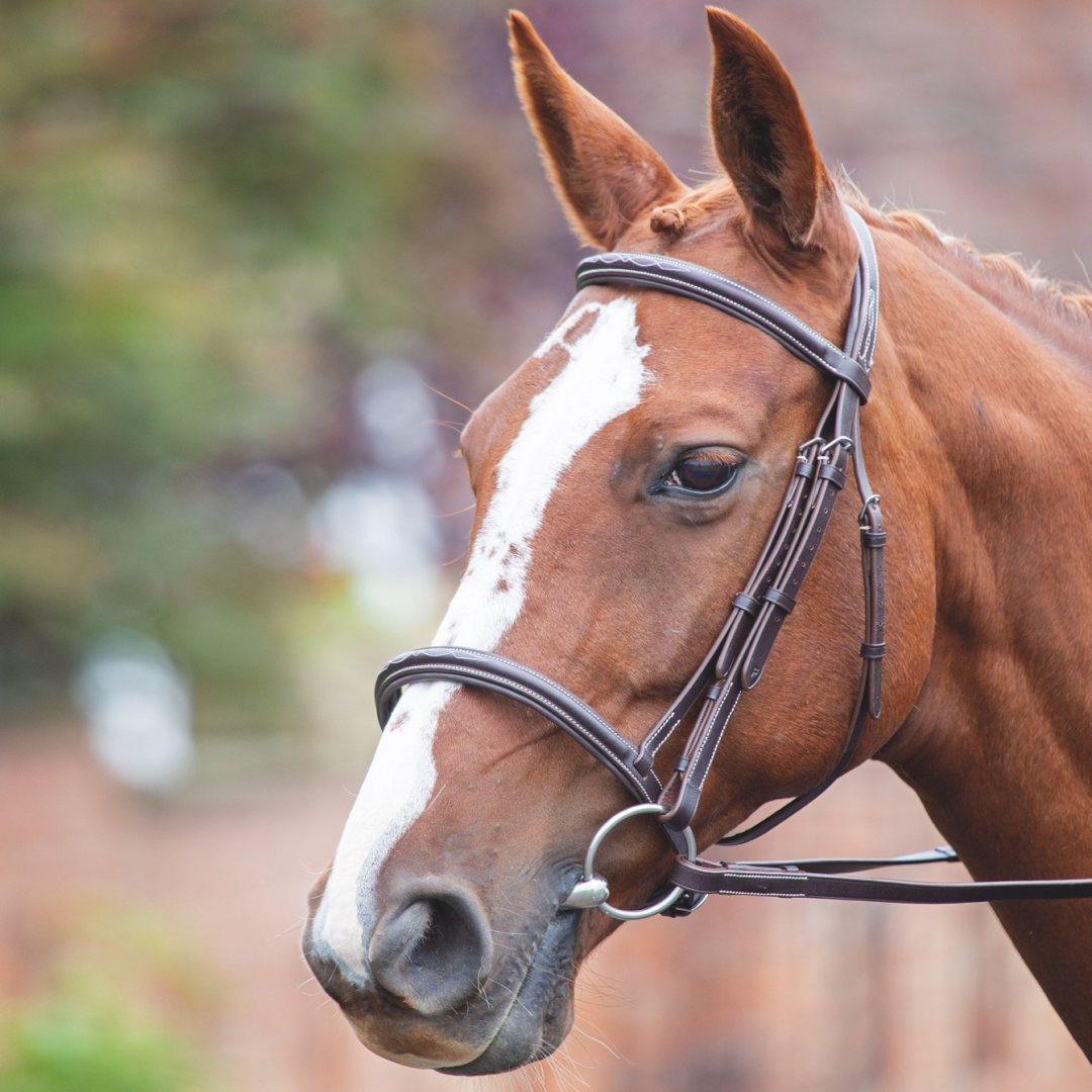 Shires Avignon Padded Raised Cavesson Bridle