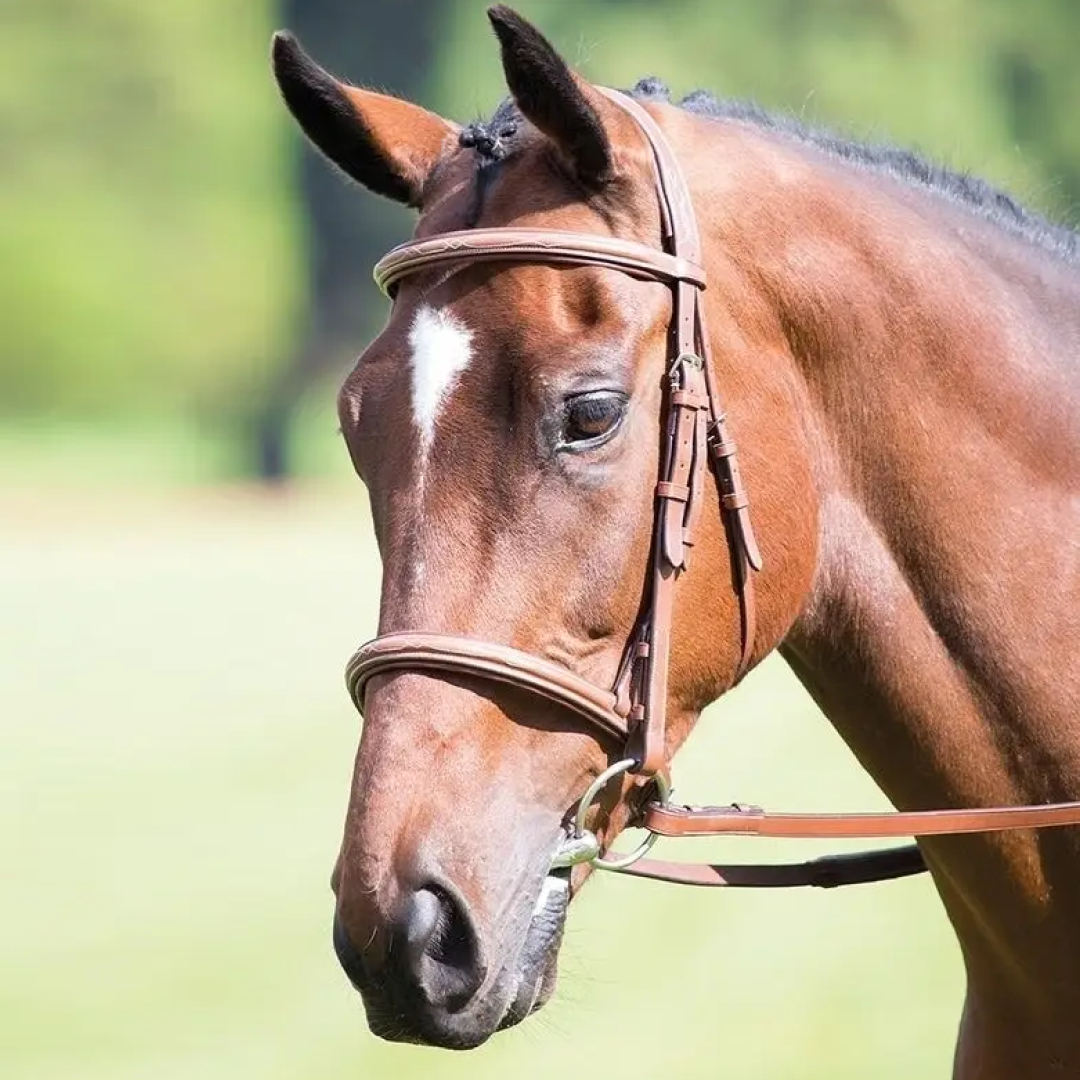 Shires Avignon Padded Raised Cavesson Bridle