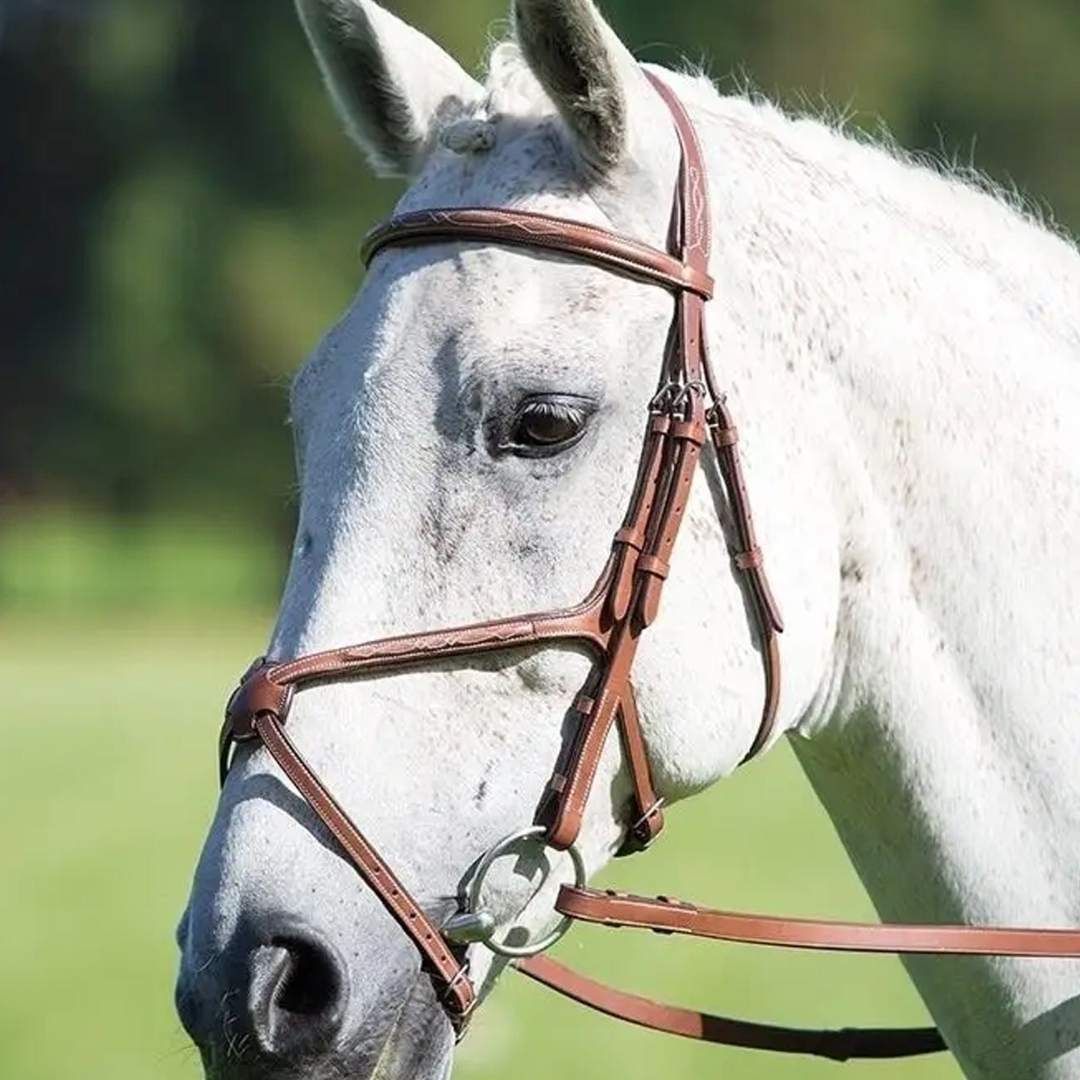 Shires Avignon Grackle Bridle