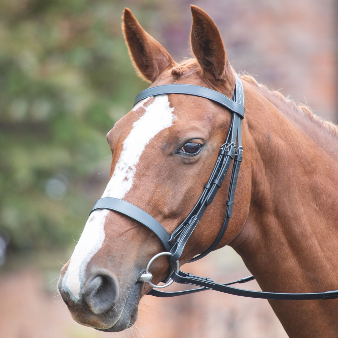 Shires Avignon Hunter Cavesson Bridle