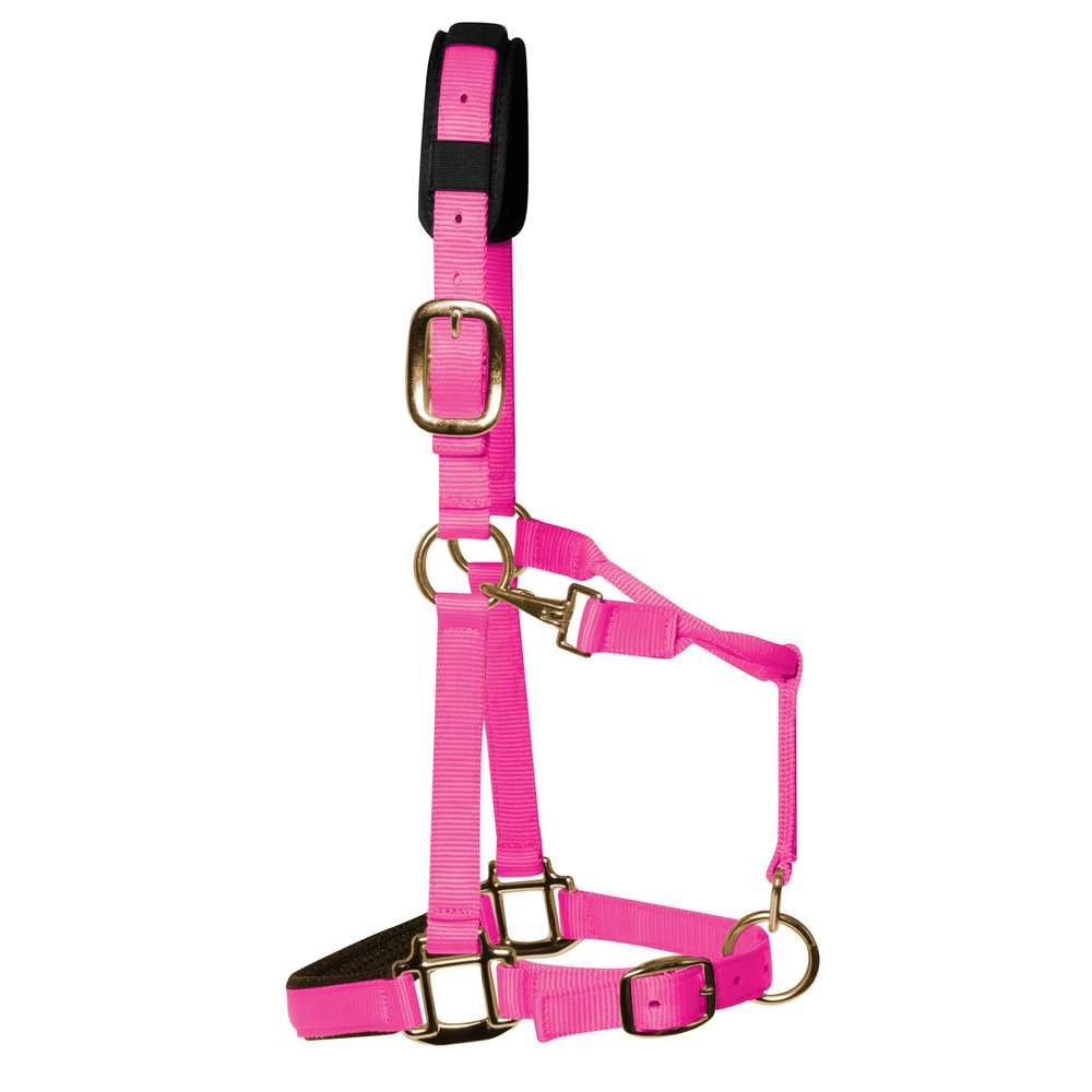 KM Elite Padded Headcollar