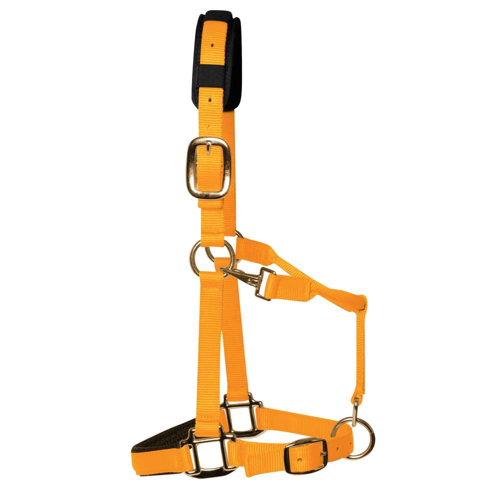 KM Elite Padded Headcollar