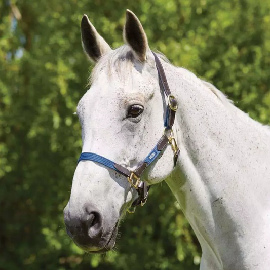 Kincade Leather Web Headcollar
