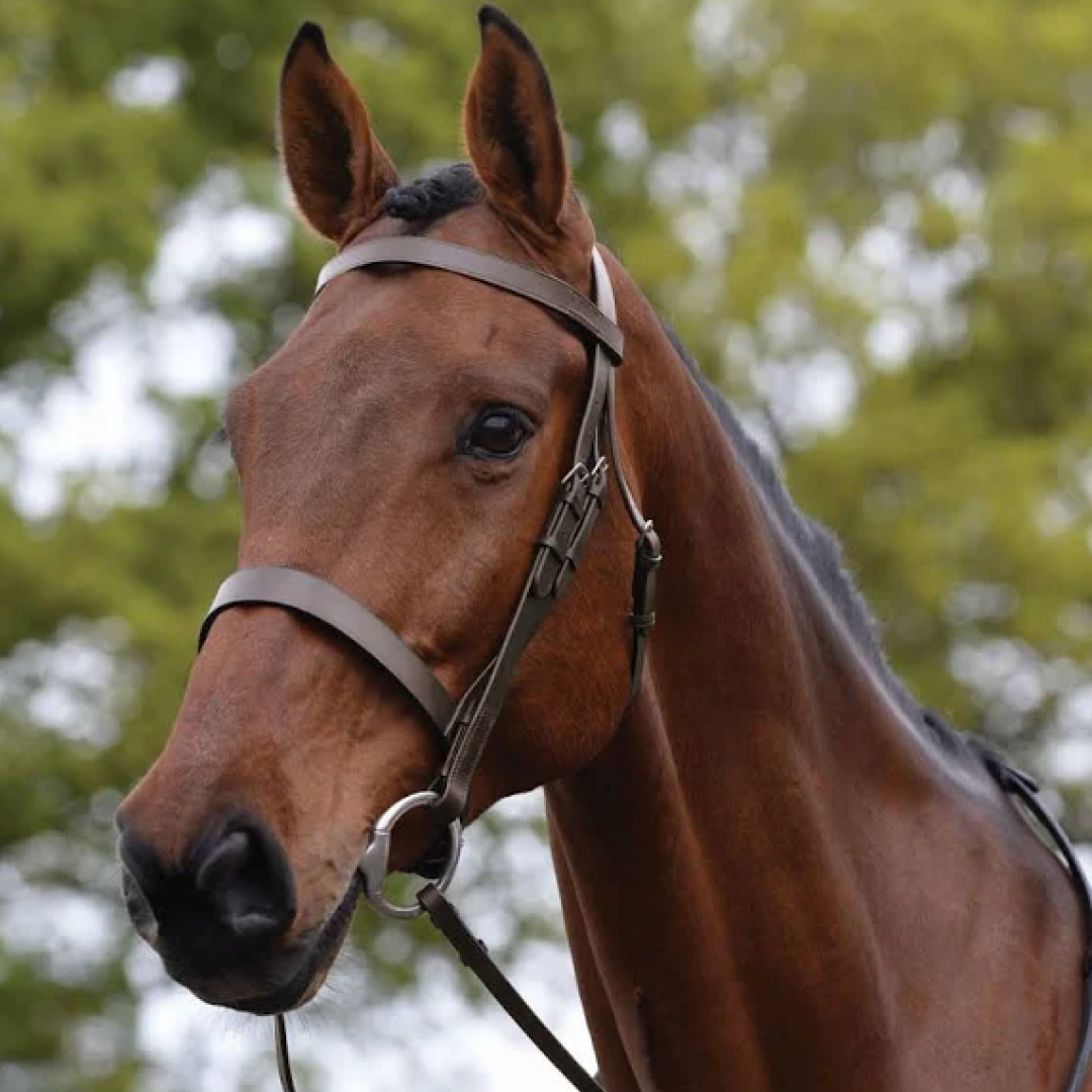 Kincade Hunt Cavesson Bridle
