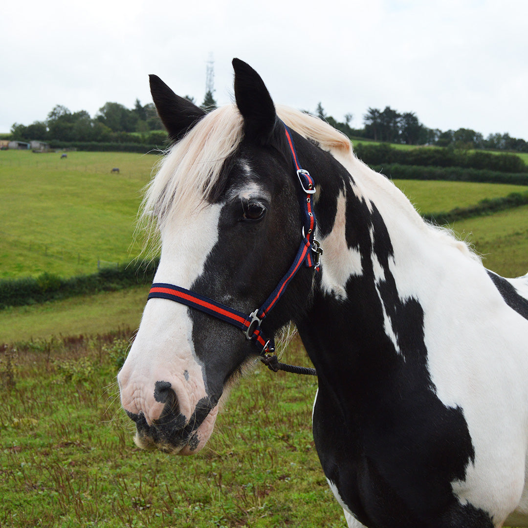 GS Equestrian Economy Head Collar