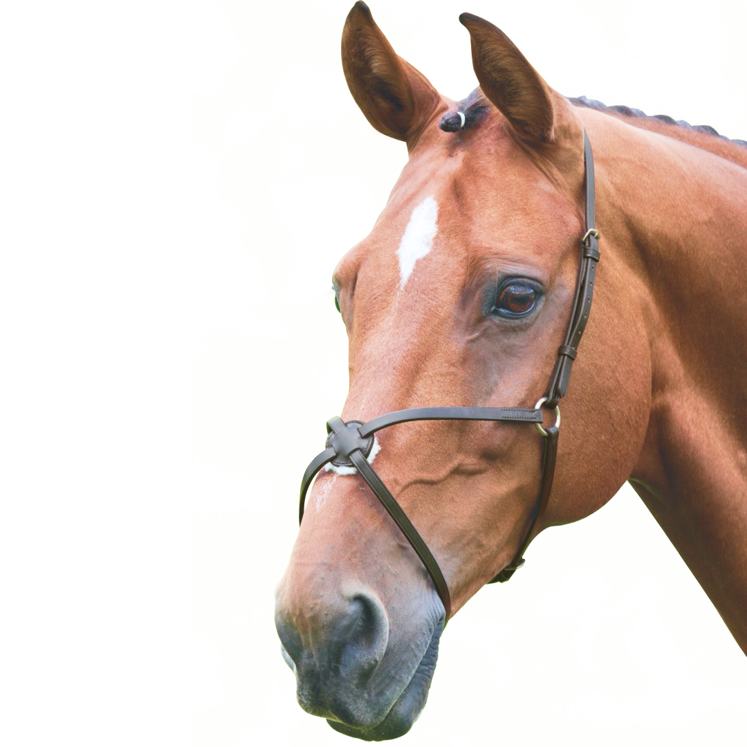 SHIRES VELOCITI GARA BANDA MEXICANA MEXICAN