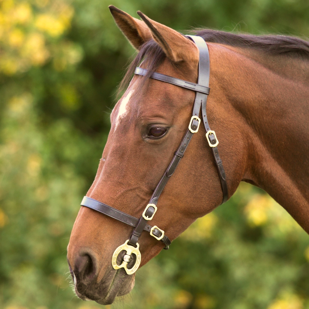 Shires Velociti GARA Plain In-hand Bridle