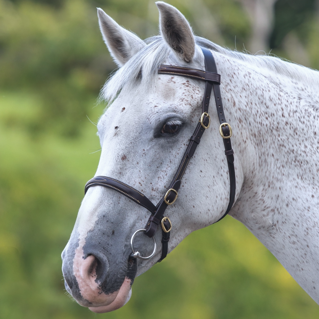 SHIRES VELOCITI GARA Fancy cosió a la mano Brida