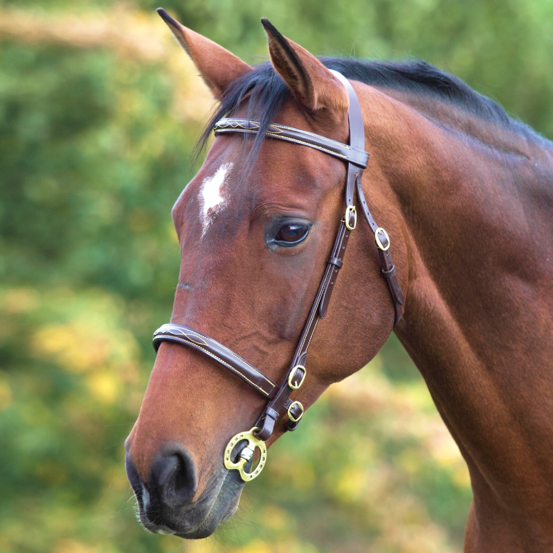 SHIRES VELOCITI GARA Fancy cosió a la mano Brida