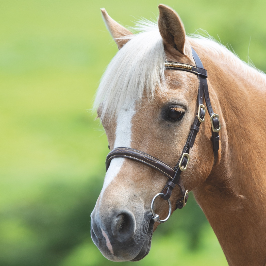 SHIRES Velociti Gara Cockcher en la mano