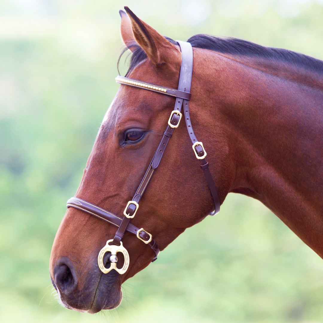 SHIRES Velociti Gara Cockcher en la mano