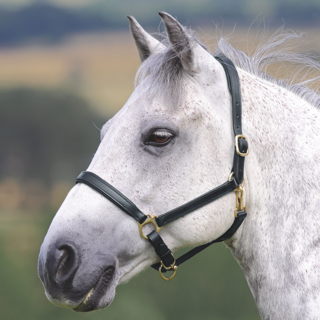 Shires Velociti GARA Ragley Lined Leather Headcollar