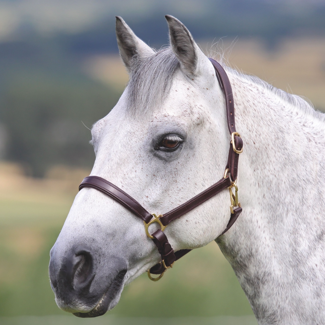Shires Velociti GARA Ragley Lined Leather Headcollar