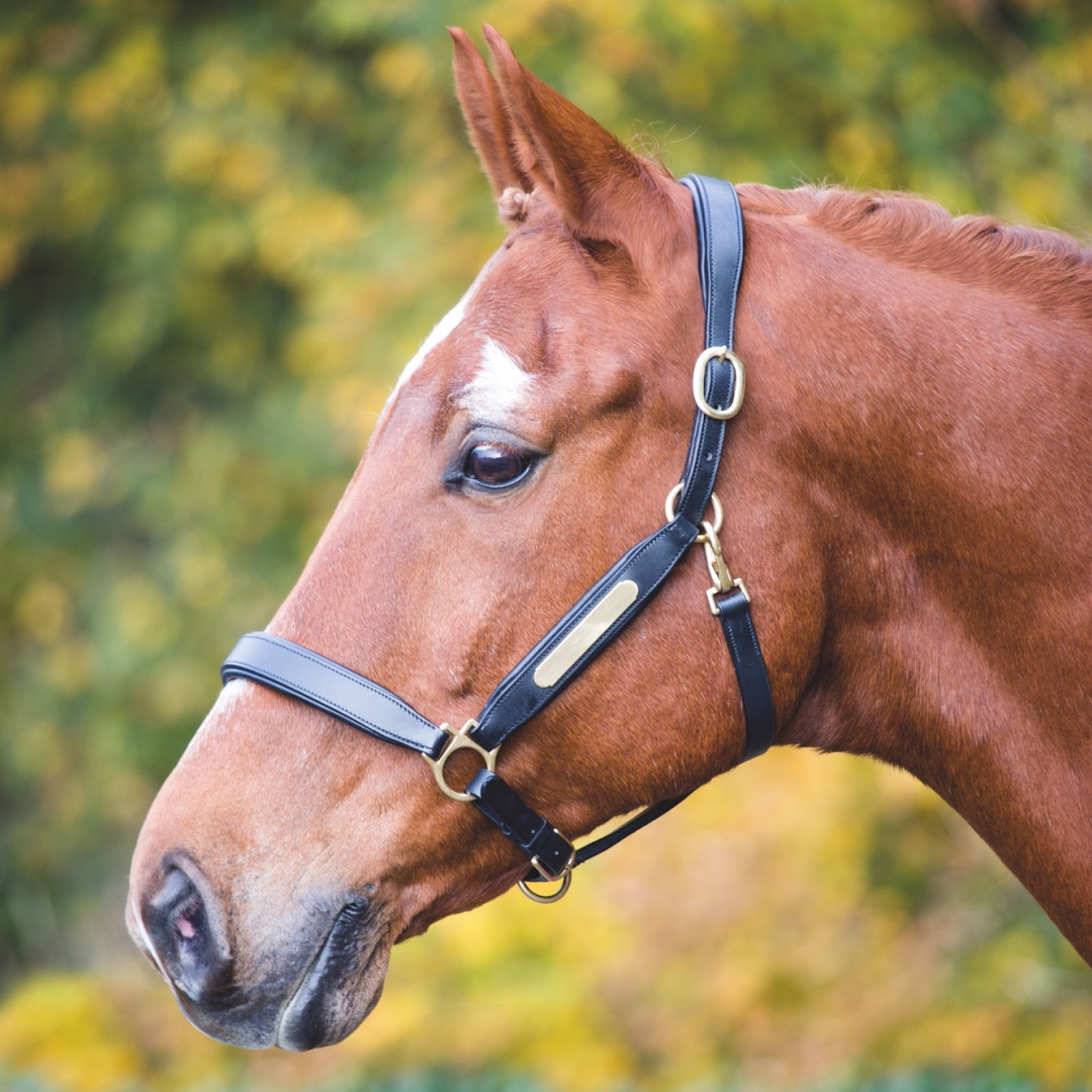 Shires Velociti GARA Leather Nameplate Headcollar