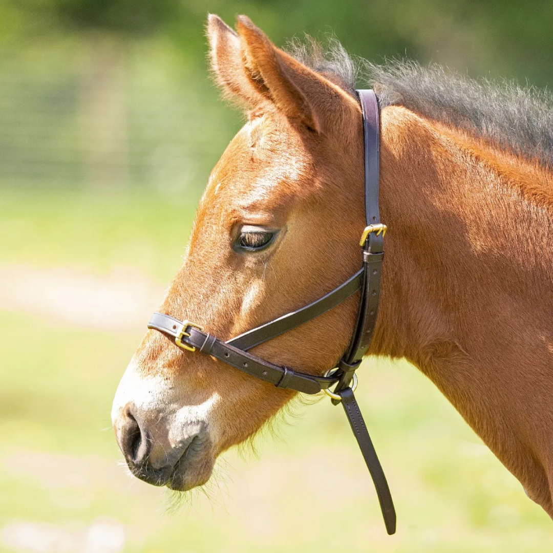 SHIRES VELOCITI GARA POTRO DE CUERO