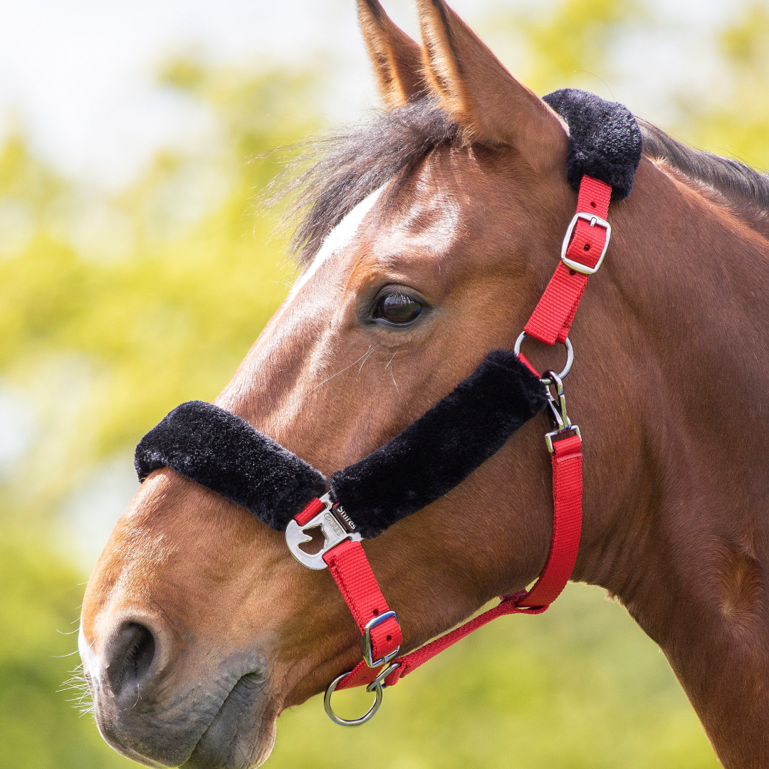Shires Fleece Lined Headcollar