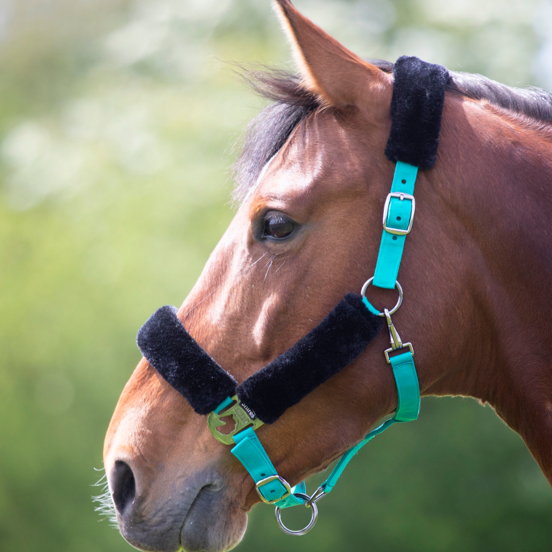 Shires Fleece Lined Headcollar