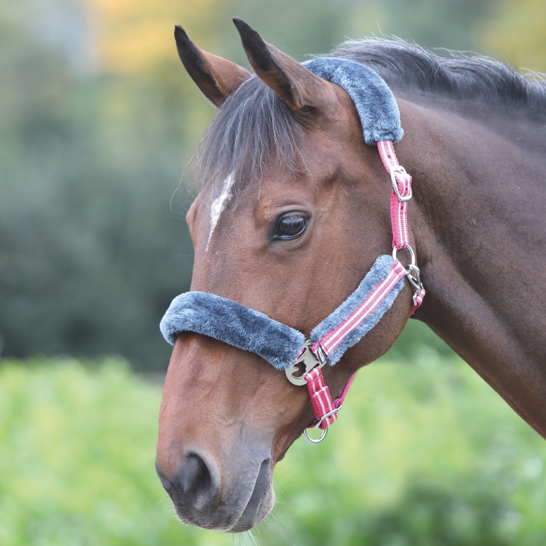 Shires Fleece Lined Striped Headcollar