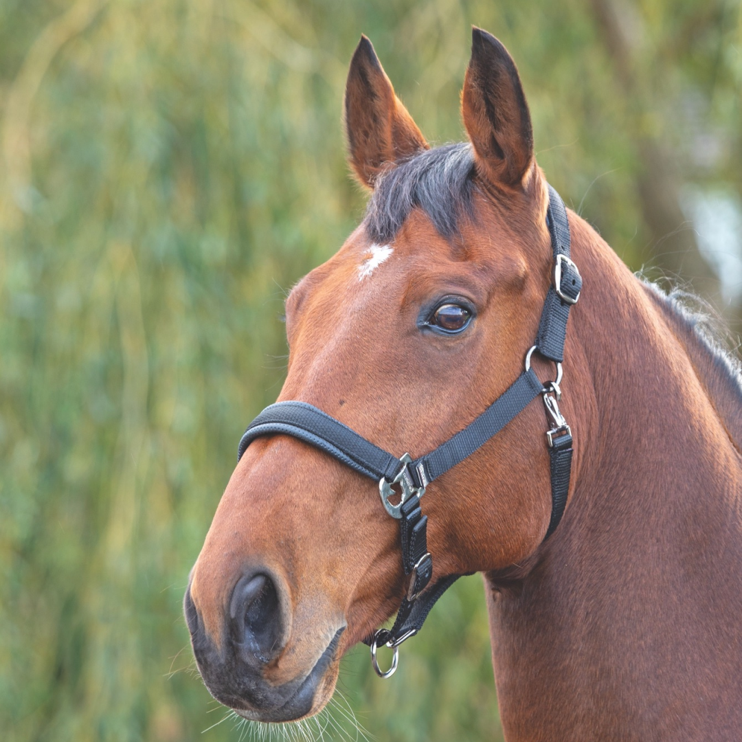 Shires Padded Headcollar
