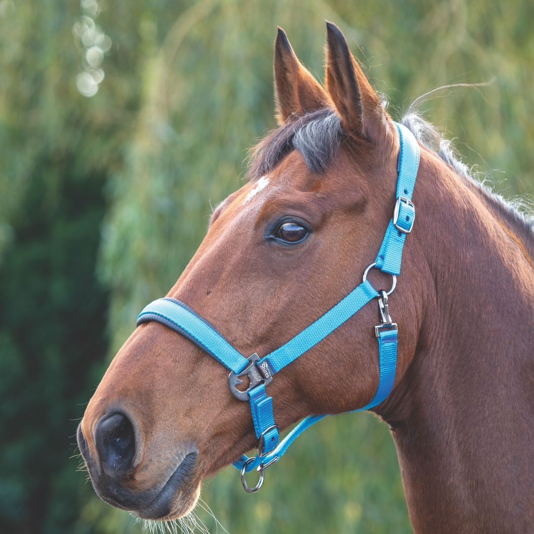 Shires Padded Headcollar
