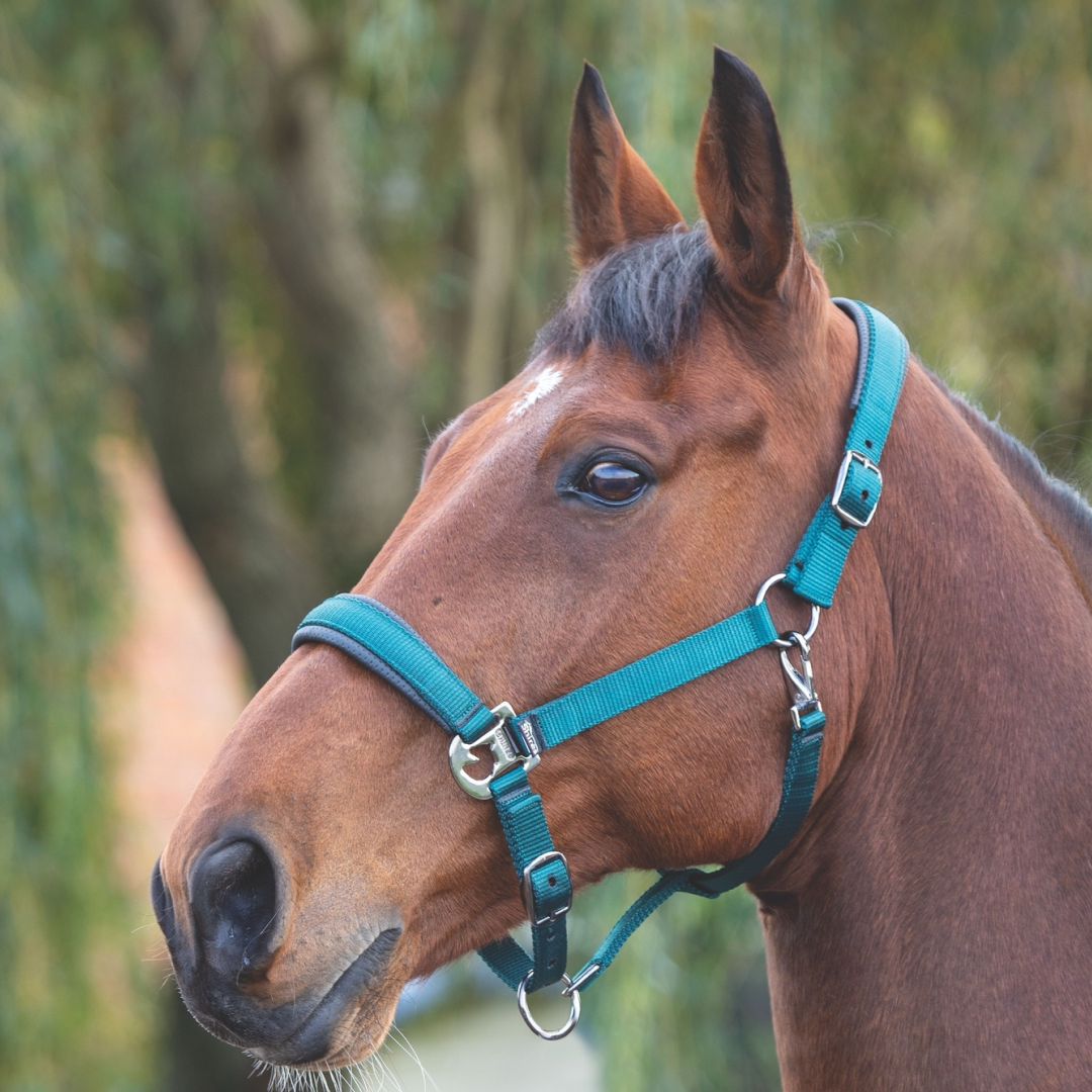 Shires Padded Headcollar