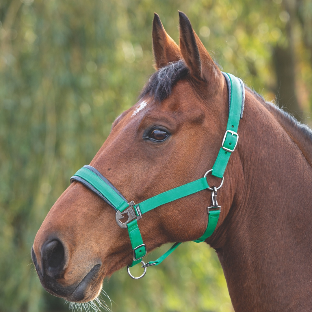 Shires Padded Headcollar