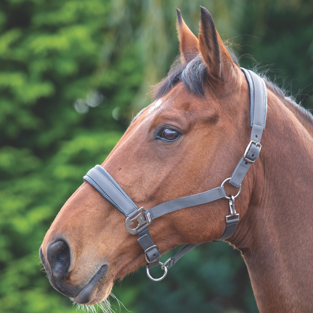 Shires Padded Headcollar