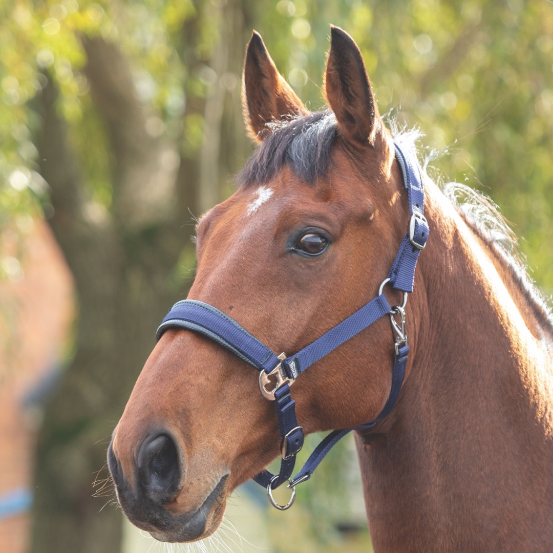Shires Padded Headcollar