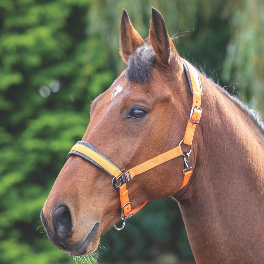 Shires Padded Headcollar