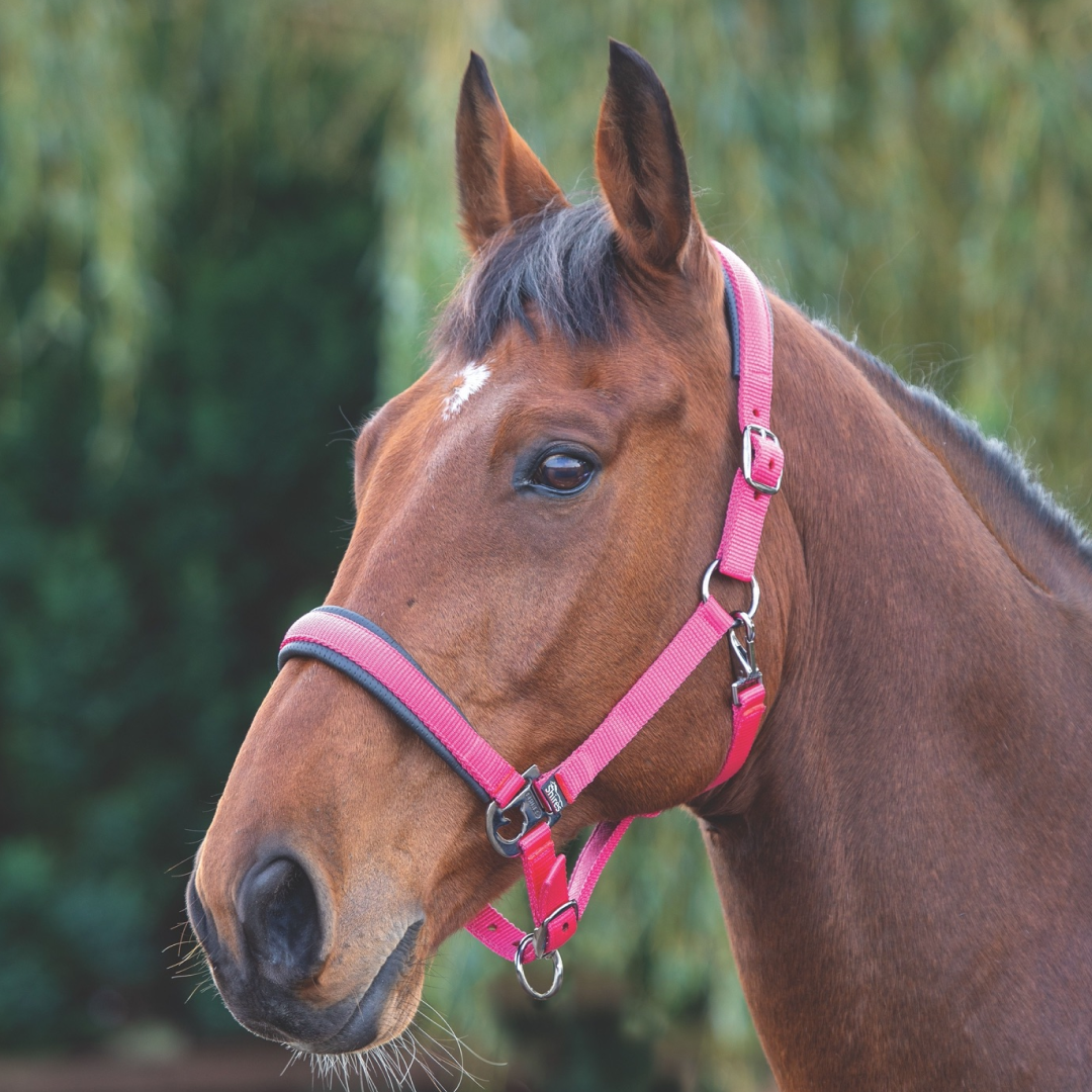 Shires Padded Headcollar