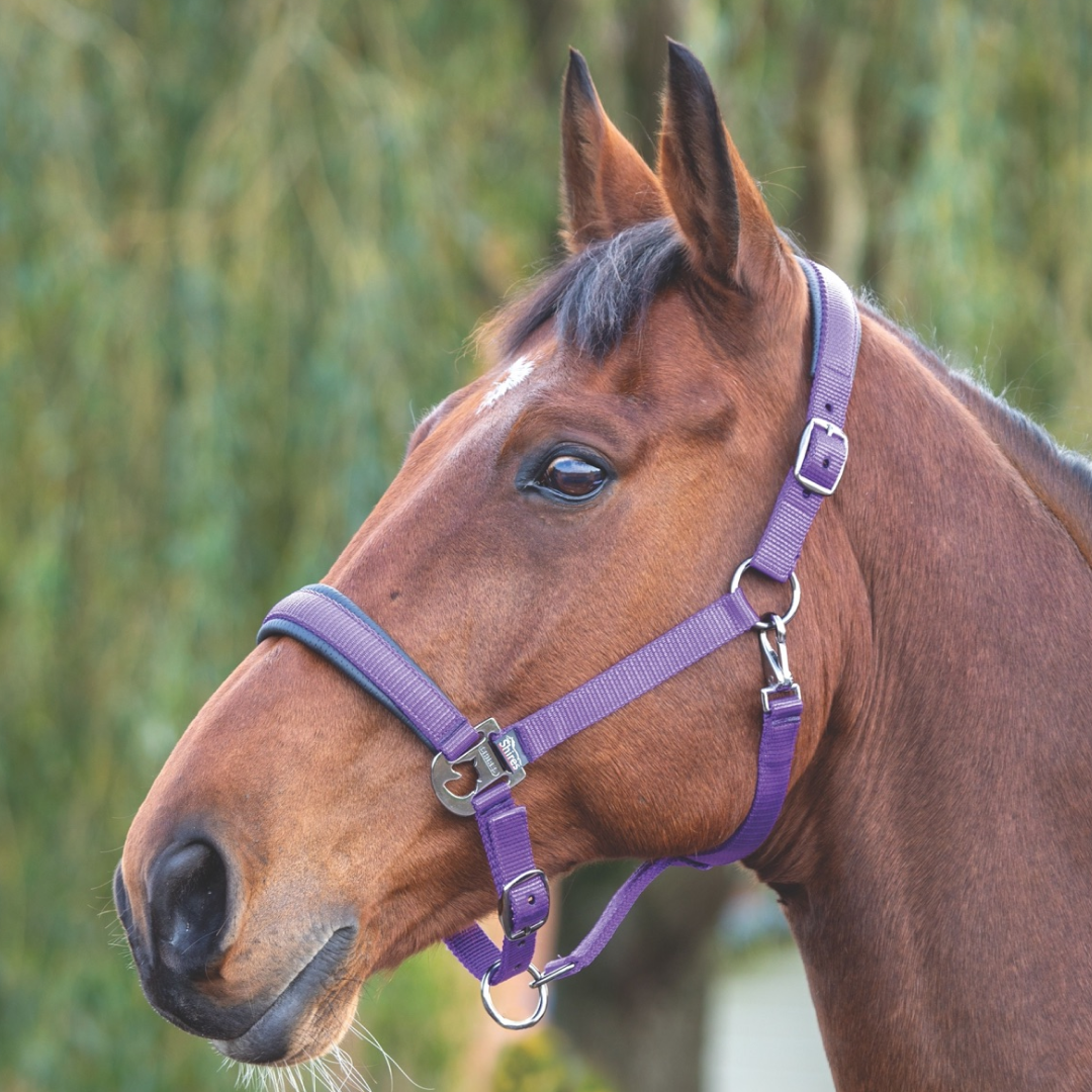 Shires Padded Headcollar