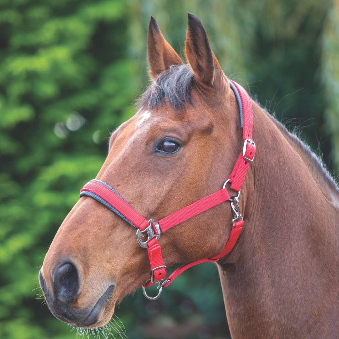 Shires Padded Headcollar