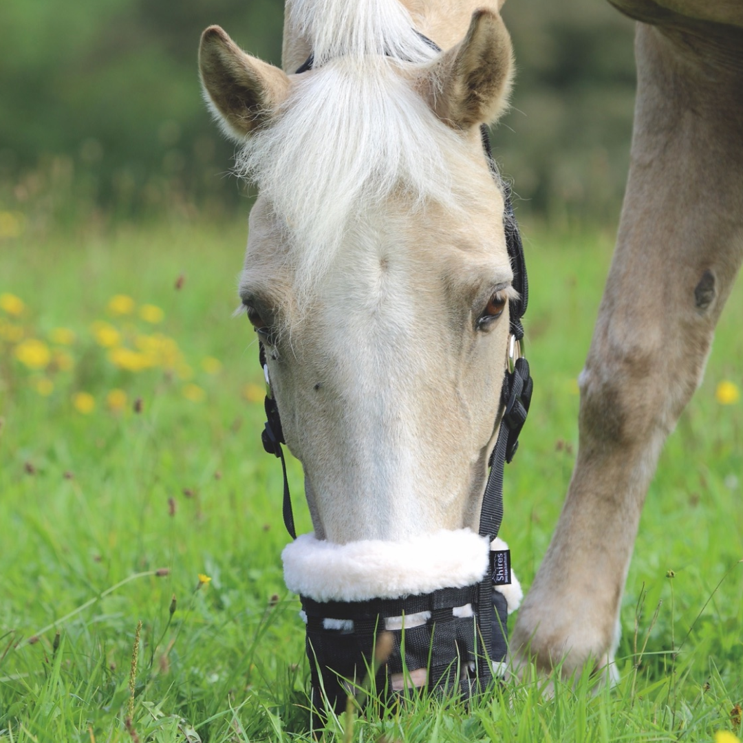 Shires Deluxe Comfort Pasting Hocus