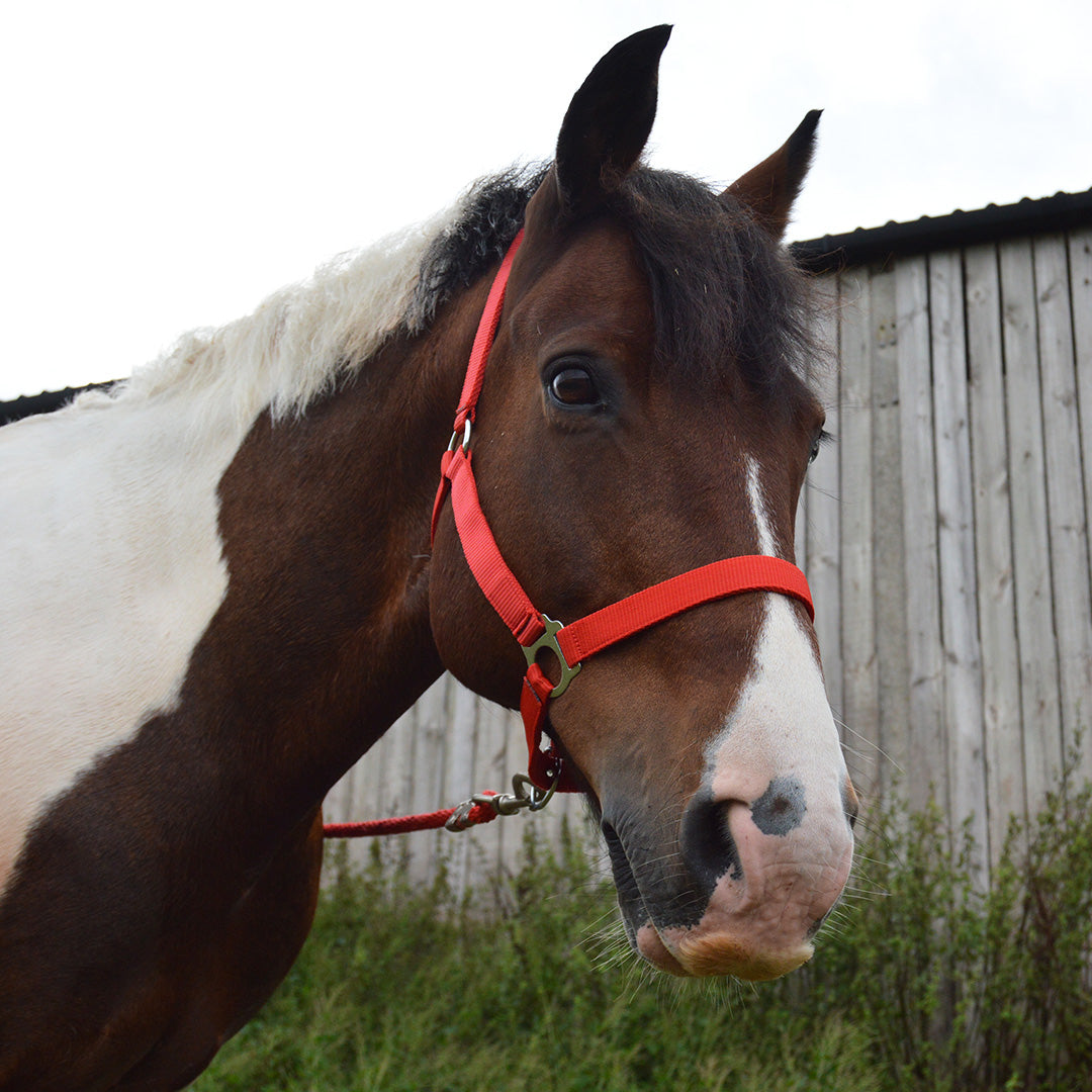 GS Equestrian Economy Head Collar