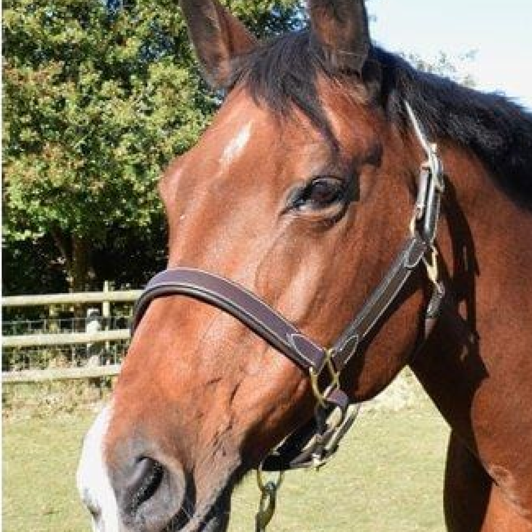 Mark Todd Leather Headcollar