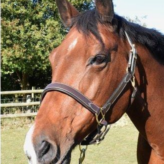 Mark Todd Leather Headcollar