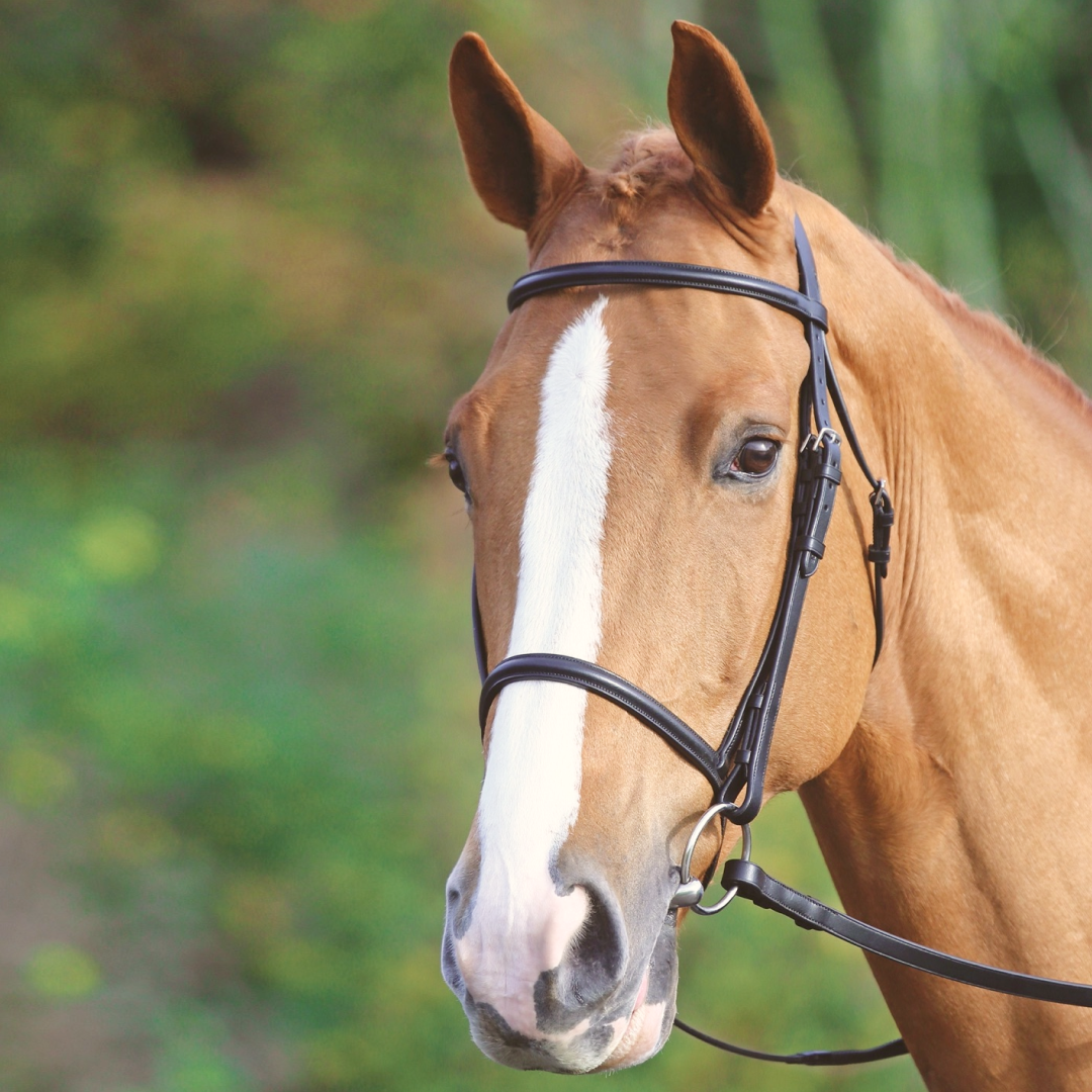 SHIRES Aviemore elevado Cavesson Bridle