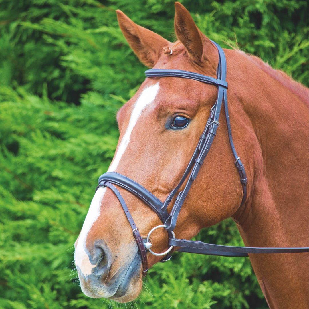 SHIRES Velociti Gara Comfort Fit Bridle